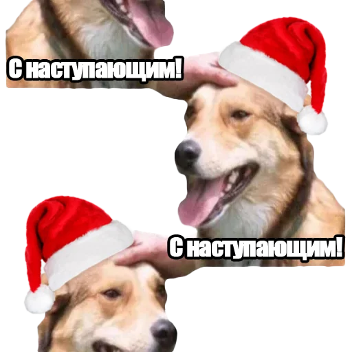 🎄 Стикер «DDDoges» для Telegram