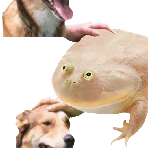 🐸 Стикер «DDDoges» для Telegram