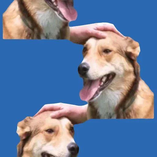 🟦 Стикер «DDDoges» для Telegram