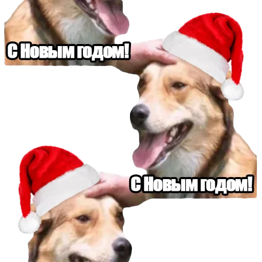 🎄 Стикер «DDDoges» для Telegram
