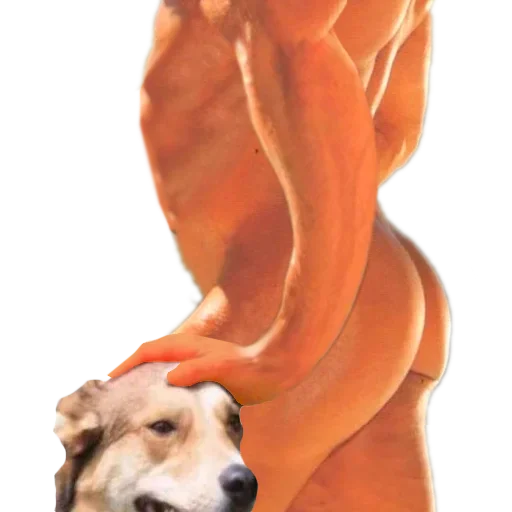 💪 Стикер «DDDoges» для Telegram
