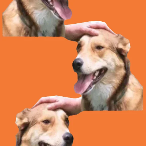 🟧 Стикер «DDDoges» для Telegram