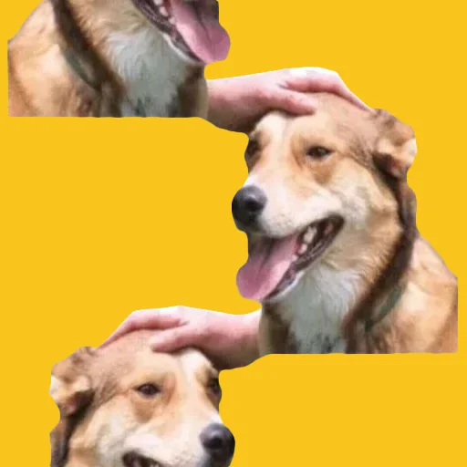 🟨 Стикер «DDDoges» для Telegram