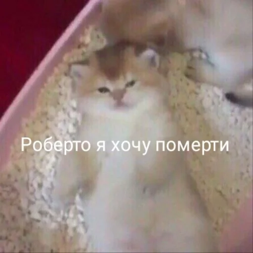 💀 Стикер «Життєво -_-» для Telegram