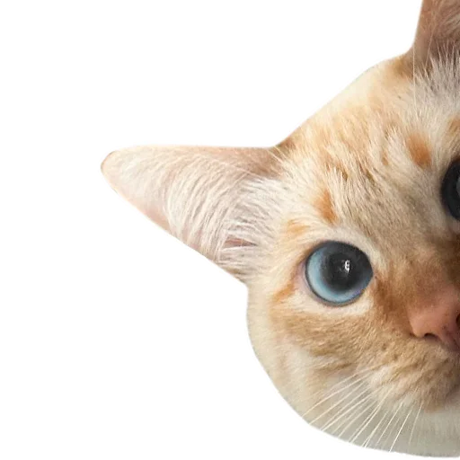💋 Стикер «Комплименты» для Telegram