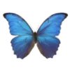 🎐 Эмодзи «decorol» для Telegram