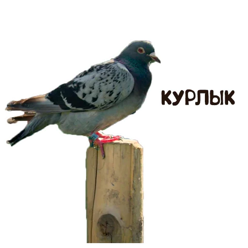 🤓 Стикер «Дед» для Telegram
