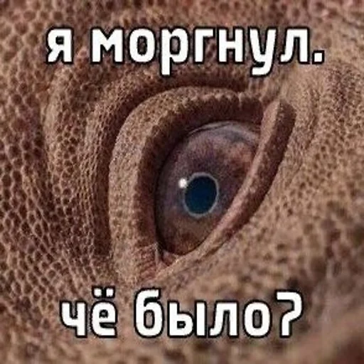 👀 Стикер «ДЭДОВЫ НАКЛЕЙКИ» для Telegram