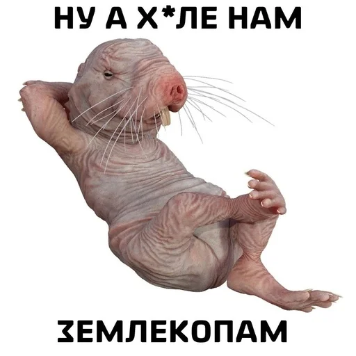 🐭 Стикер «ДЭДОВЫ НАКЛЕЙКИ» для Telegram