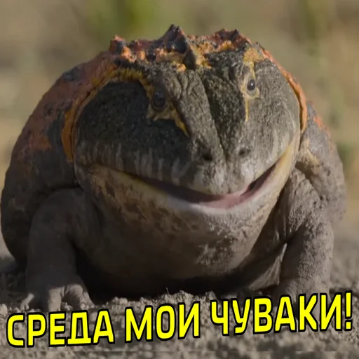 🐸 Стикер «ДЭДОВЫ НАКЛЕЙКИ» для Telegram