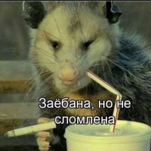 🎃 Стикер «Лол кек чебурек» для Telegram