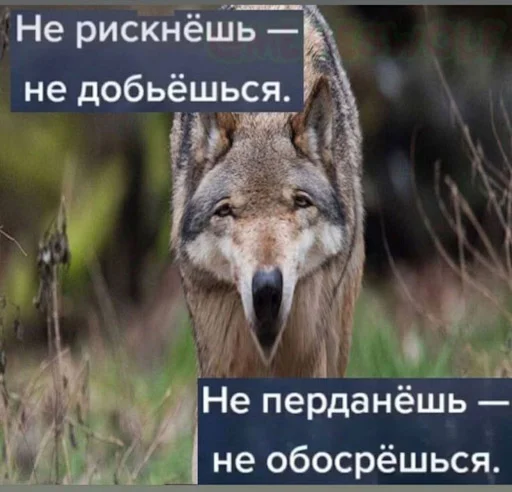 🐺 Стикер «Лол кек чебурек» для Telegram