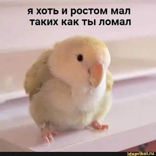 🤬 Стикер «Лол кек чебурек» для Telegram