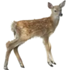 Эмодзи Deers для Telegram — скачать