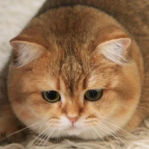 🤪 Стикер «Дела Котеечные part 3» для Telegram