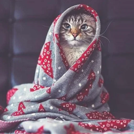 🤪 Стикер «Дела Котеечные part 3» для Telegram