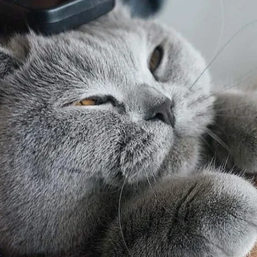 🤓 Стикер «Дела Котеечные part 3» для Telegram