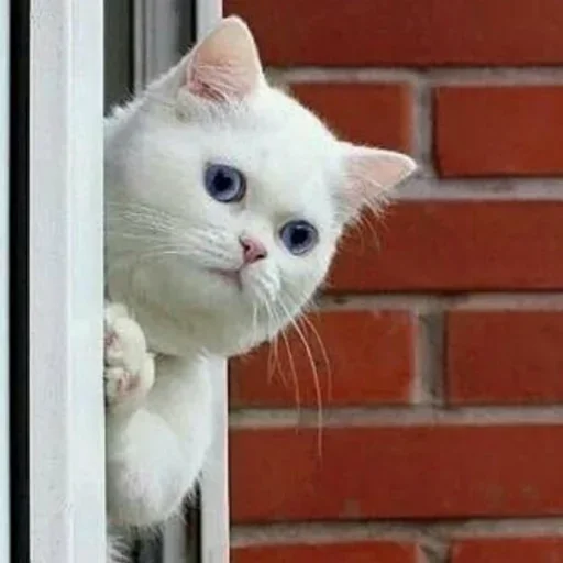 😚 Стикер «Дела Котеечные part 3» для Telegram