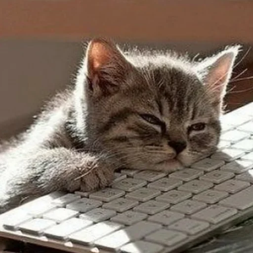 🥳 Стикер «Дела Котеечные part 3» для Telegram