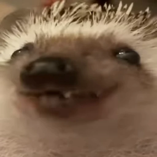 🦔 Стикер «Mood» для Telegram