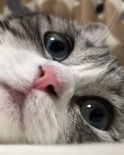 🐱 Стикер «Mood» для Telegram