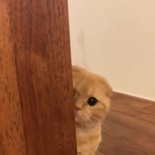 🐱 Стикер «Mood» для Telegram