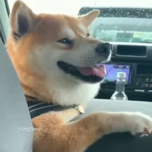 🐶 Стикер «Mood» для Telegram
