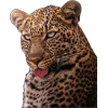 🌟 Эмодзи «Lion» для Telegram
