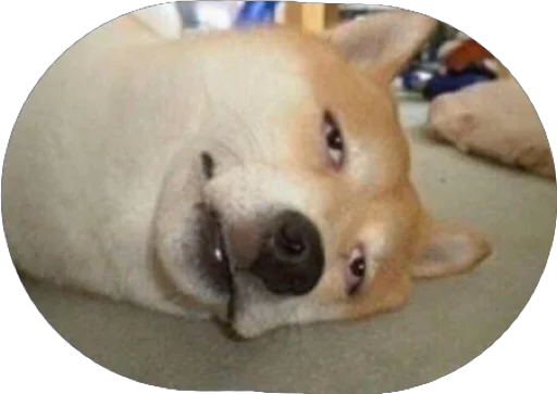 💀 Стикер «Derp» для Telegram