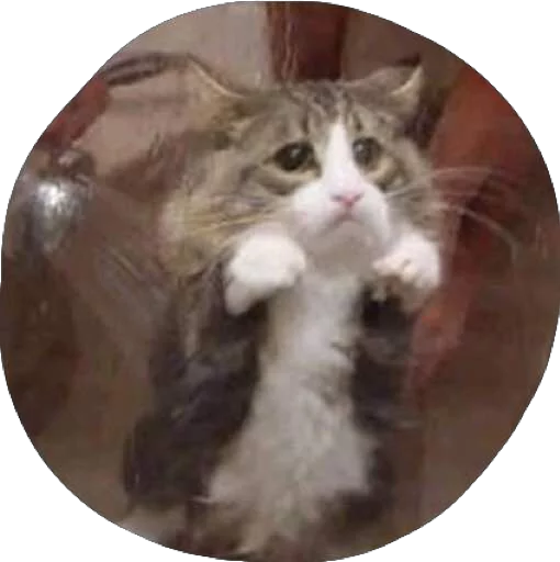 😢 Стикер «Derp» для Telegram