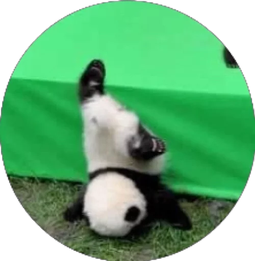 💀 Стикер «Derp» для Telegram