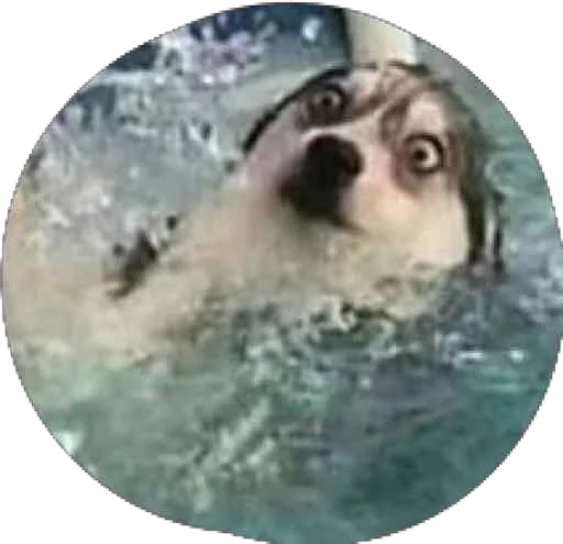 😱 Стикер «Derp» для Telegram