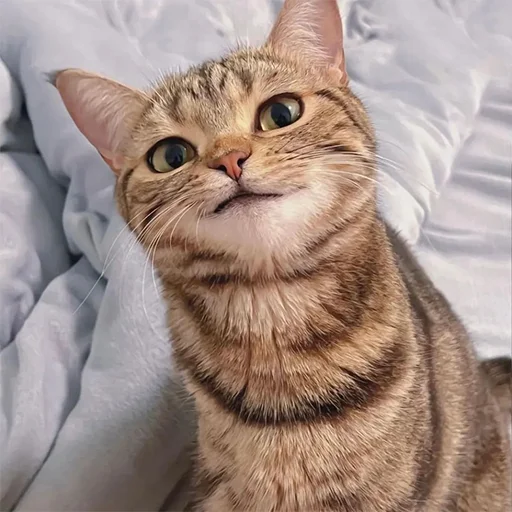 🫤 Стикер «Derp Zone» для Telegram