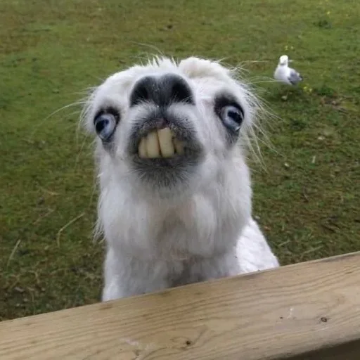 🦙 Стикер «Derp Zone» для Telegram