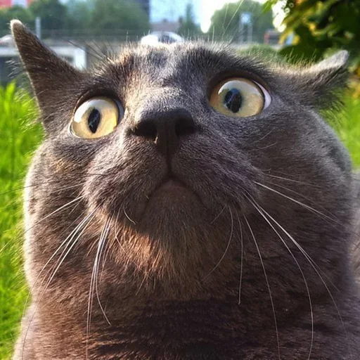 😳 Стикер «Derp Zone» для Telegram