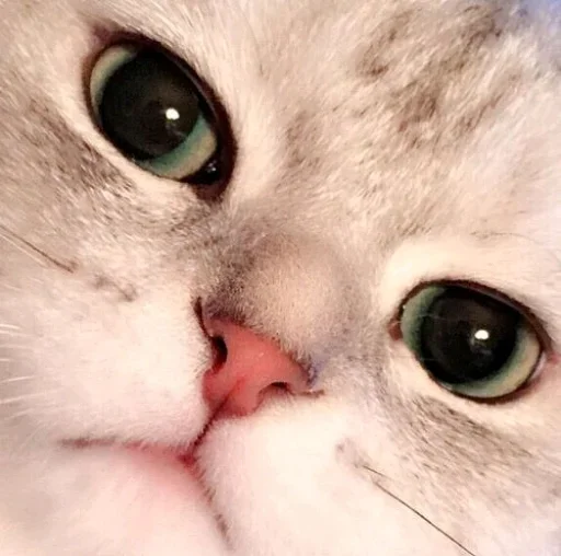 😐 Стикер «Derp Zone» для Telegram