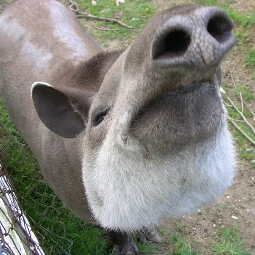 🐽 Стикер «Derp Zone» для Telegram