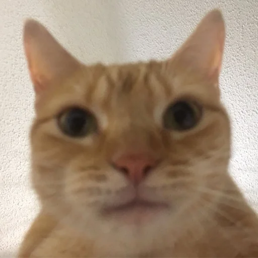 😐 Стикер «Derp Zone» для Telegram