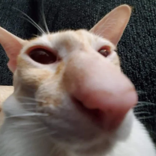 👃 Стикер «Derp Zone» для Telegram