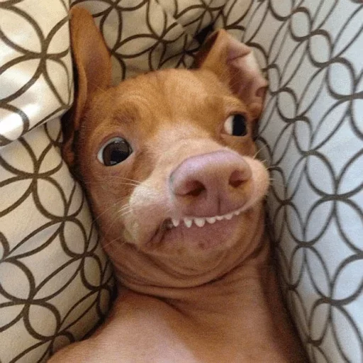 😏 Стикер «Derp Zone» для Telegram