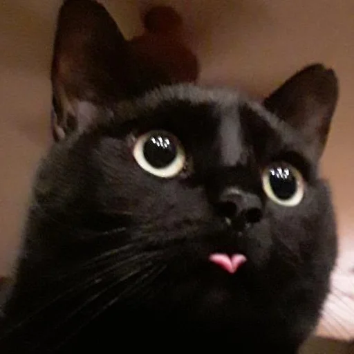 😛 Стикер «Derp Zone» для Telegram
