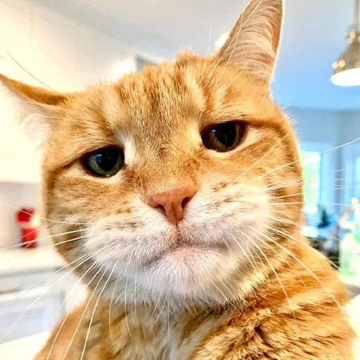 😕 Стикер «Derp Zone» для Telegram