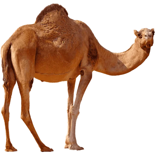 🐪 Стикер «Camels ਬੋਤੇ» для Telegram