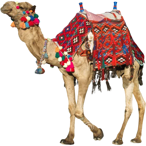 🐫 Стикер «Camels ਬੋਤੇ» для Telegram