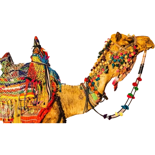 🐪 Стикер «Camels ਬੋਤੇ» для Telegram