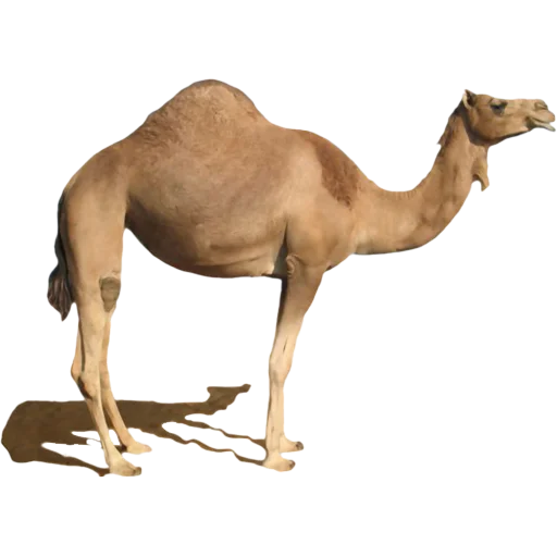 🐪 Стикер «Camels ਬੋਤੇ» для Telegram