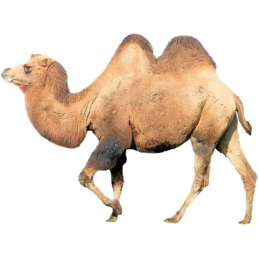 🐫 Стикер «Camels ਬੋਤੇ» для Telegram