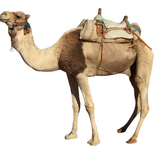🐫 Стикер «Camels ਬੋਤੇ» для Telegram