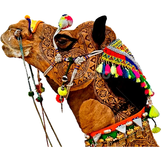 🐪 Стикер «Camels ਬੋਤੇ» для Telegram