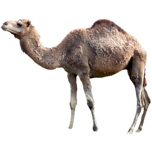 🐪 Стикер «Camels ਬੋਤੇ» для Telegram